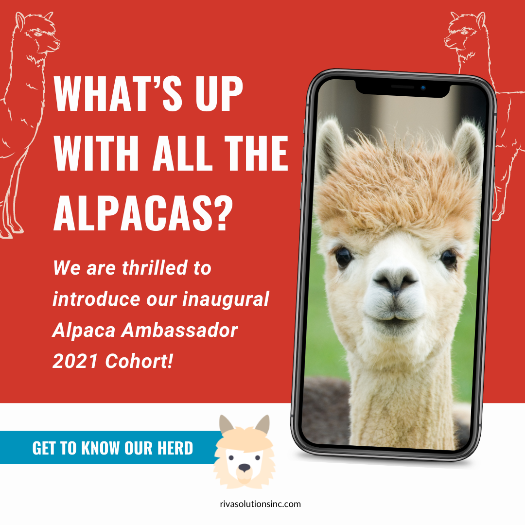 Alpaca Ambassador Spotlight